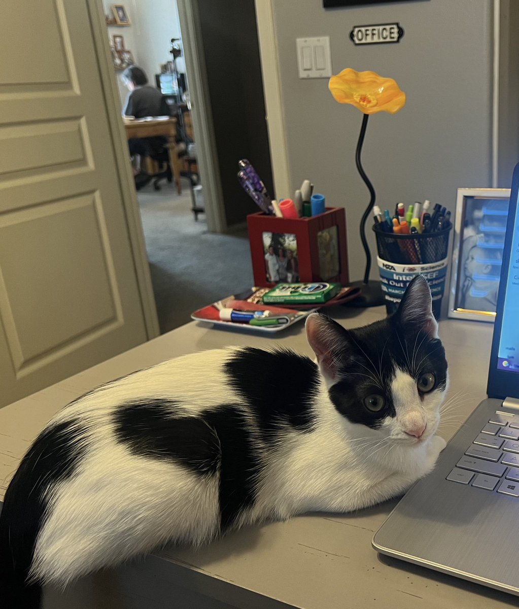 UPDATE!! Newt continues to show a keen interest in #scienceed! She is a delightful office mate. Right?  Introducing a new #… #IlovescienceandwhoknewIwouldloveacat 😻