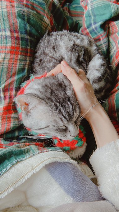 朝☀️🐈☕️ https://t.co/9TETkO8d0H