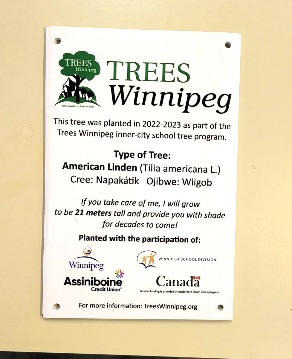 We are currently installing these signs on the trees we planted as part of our Inner City Schools program initiated in 2022 by then-mayor <a href="/BrianTDBowman/">Brian Bowman</a>. So far, 72 trees at 25 schools with more to come in 2024!
<a href="/MyAssiniboine/">Assiniboine CU</a> @WinnipegSD <a href="/cityofwinnipeg/">City of Winnipeg</a> <a href="/NRCan/">Natural Resources</a> #Winnipeg