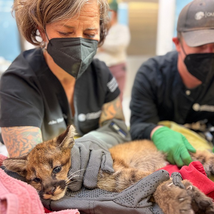 Two cubs, orphaned after their mother was likely killed in an accident on Highway 280, have found refuge at @oakzoo.🐾 Despite being underweight and dehydrated upon their arrival, the Zoo's Veterinary Hospital team is ensuring their wellbeing. Read more: bit.ly/3uCc1ns