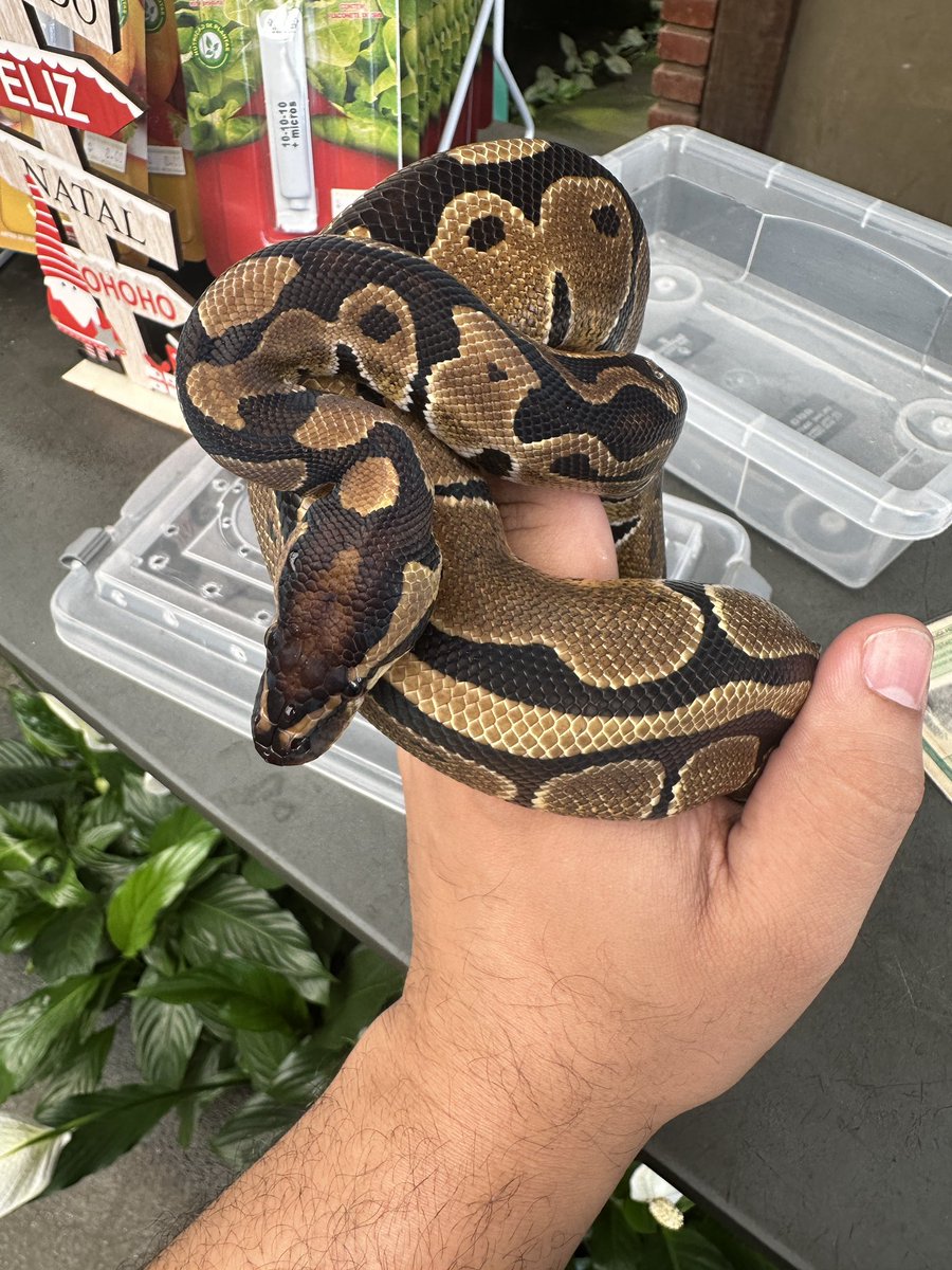 KennedBonfin's tweet photo. Meu novo mascote do @JiboiasBrasil 🫶🏼 https://t.co/cpazWp8SWv