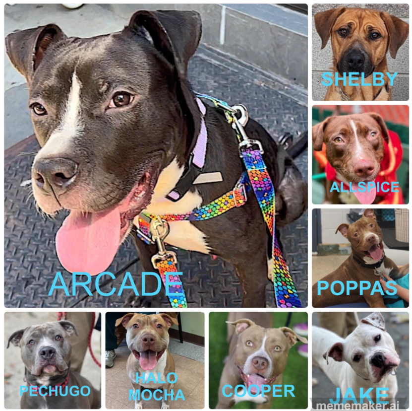 NMBewitched's tweet photo. #NYCACC
Kill Commands
Late addition Allspice, WTF!
One Night, 8 dogs
Let's start #December with a bunch of #Rescues
#FostersSaveLives
#PledgeforLife
If you wish to be a Hero
DM @notthesameone2
https://t.co/oId8dAjKkJ
https://t.co/ZwCd8lKX49 https://t.co/kLU5LCJ5x0