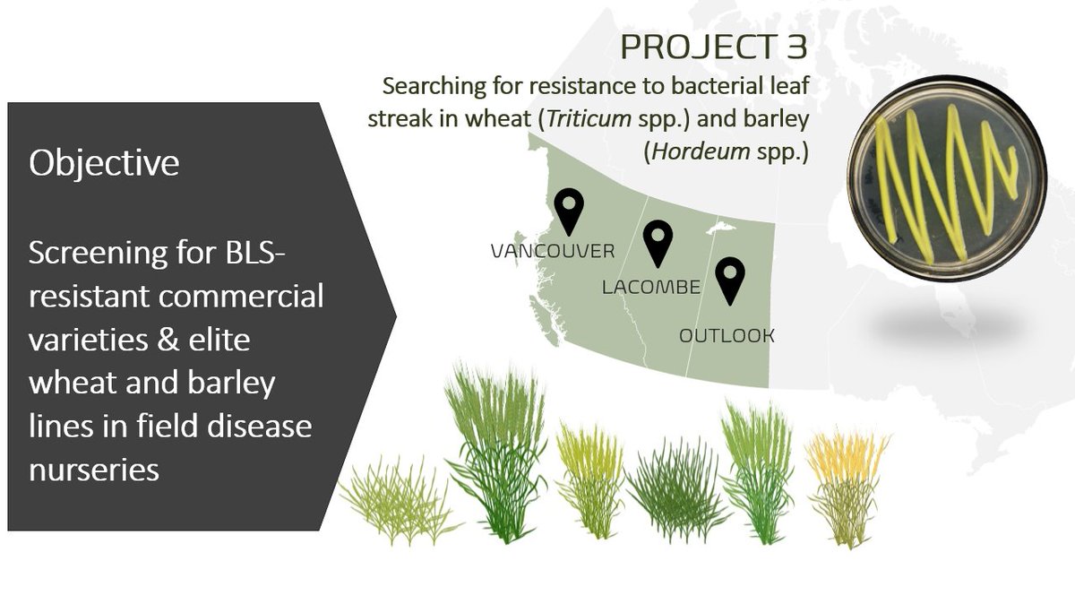 ConstanzaFleit's tweet photo. Exited to share preliminary results 📊 from BLS #Xanthomonas field disease nurseries this week with our collaborators from the @CDC_USask, @UBC, @ICDC_SK  and @AAFC_Canada Lacombe 🇨🇦working in the project "Searching for resistance to bacterial leaf streak in #wheat 🌾&amp; #barley🍺 https://t.co/Mhyv9WSG8g