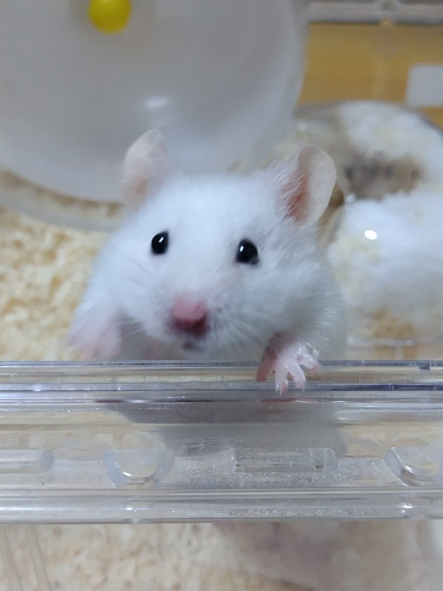karura_0481's tweet photo. 昨日のシロップ
無邪気‼️🐹🥰
#ハムスター https://t.co/JEcC3xWdjV