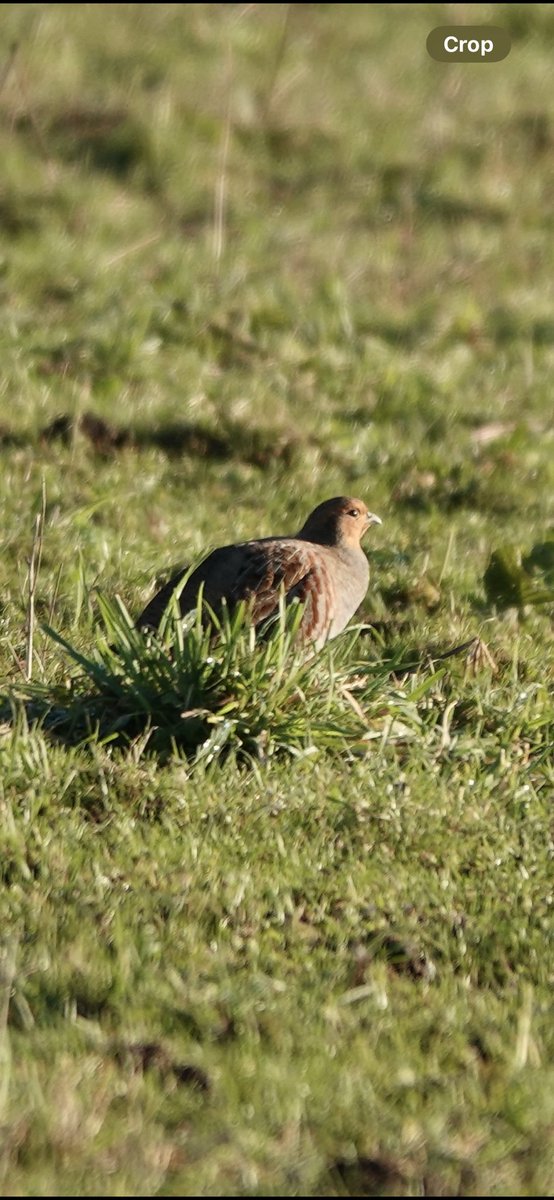 No laughing at the back of the class, please.  Not only are these the best ever photos of Grey Partridge that I have ever managed, but they are the ONLY photos that I have ever managed 😂. Always found to be so elusive !  Thank goodness for @RSPBAireValley #RSPBStAidans
