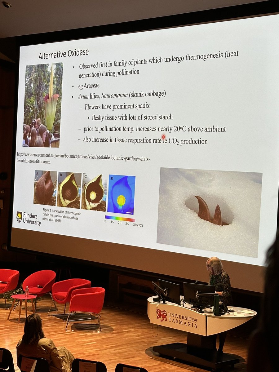 IonPlants's tweet photo. #ASPS2023 RN Robertson Lecturer @SooleKath @Flinders outlining the nexus between plant respiration and stress - also showing off @BotGardensSA Arum Lilly flowering and the role of AOX1 in the stench!!!

Congratulations on the Award Kathleen! https://t.co/mSP7dK9Fu9
