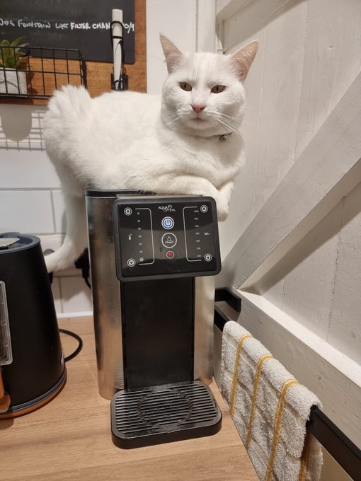 Thanks for watching tonight&rsquo;s stream sorry if I sounded like I was dying. Here&rsquo;s a picture of Luna judging<a href="/tag/internationalwomansday"class="tags"><span>#internationalwomansday</span></a>