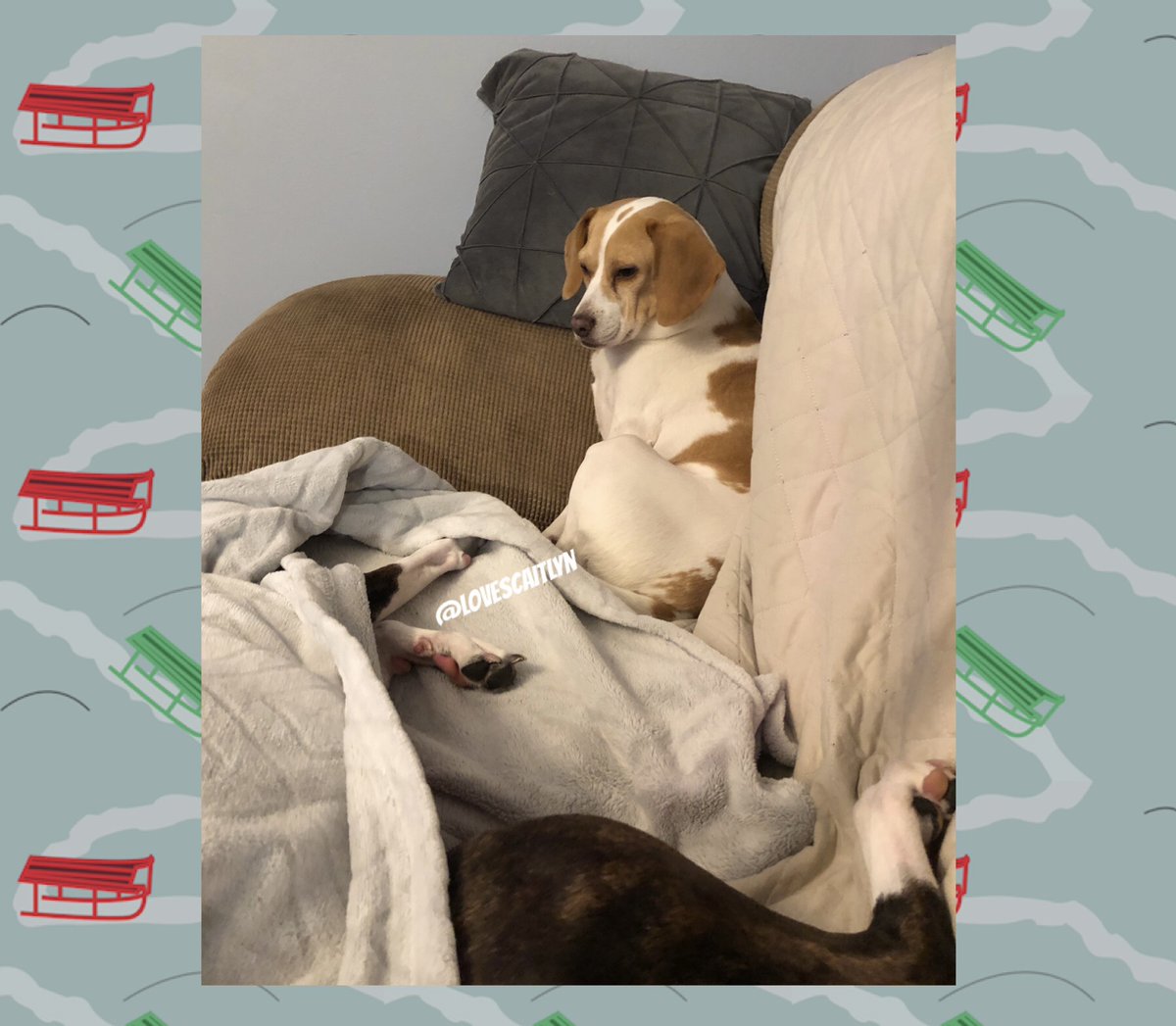 lovescaitlyn's tweet photo. Sister, you are in my spot... YOU NEED TO MOVE! You are being rude! I'm never rude to you! haha *GLARES* #dogsoftwitter #furbaby #beagle #hound #whippet #grayhound #dogs https://t.co/5iBQldhdPU