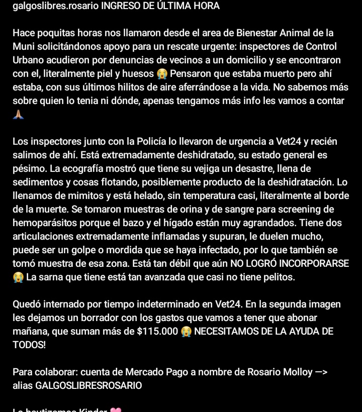 sgxzain's tweet photo. ya que donan para recitales a perdonas random, podrian ayudar para que Kinder tenga una mejor vida y pueda salvarse. RT para difundir por favor el merece una oportunidad mas https://t.co/fSdCaeyS8y