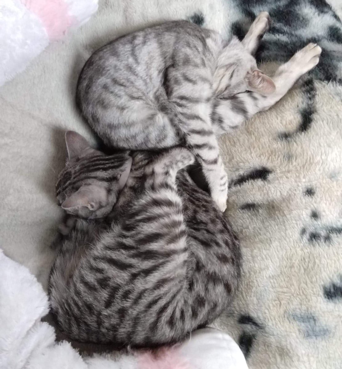 oratora60's tweet image. My two favourite beings 🩷✨