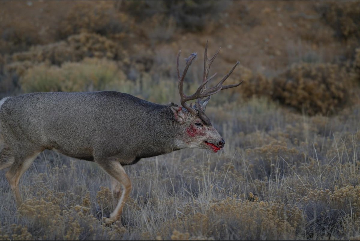 Winner of an epic mule deer battle in Western WY.
Zoom in! 

🎥 Wyoming Through The Lens