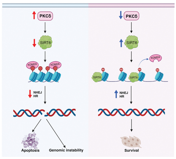 MCR_AACR's tweet photo. #OnlineFirst: PKCδ regulates #ChromatinRemodeling and #DNArepair through #SIRT6, by Trisiani Affandi et al.
https://t.co/JBqhK38uqE
@amilynn21 @CUAnschutz #chromatin https://t.co/Oq6kgATpI0