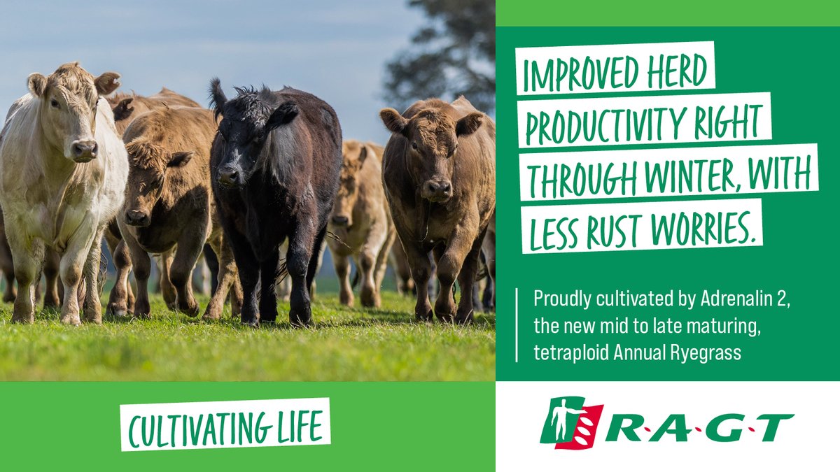 Adrenalin 2
Highly winter active, rust tolerant, annual ryegrass that sub-tropical, temperate graziers & dairy farmers can rely on to enhance herd productivity & supply more dry matter ragt.au/product/adrena…
#RAGT #RAGTAustralia #thinksolutions #thinkRAGT #pasture