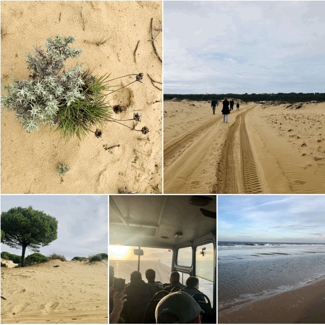 Had a beautiful, day-long excursion to @ebdonana Doñana Biological Station - CSIC today! #NatureConnects #SandDunes #VulnerableEcosystems #Doñana #awesometeam
