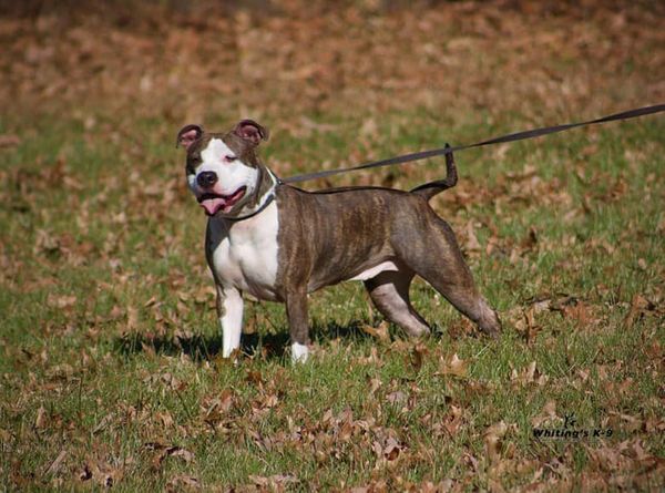 #CODERED #RescueDog #Cleveland #Ohio 2 yr old Brooklyn has been w/ a Rescue almost a year. She's a sweet girl & has worked hard to not be reactive to other animals. She needs to be an only dog & that might be what kills her She needs a home NOW! Read more facebook.com/KanesMissionDo…