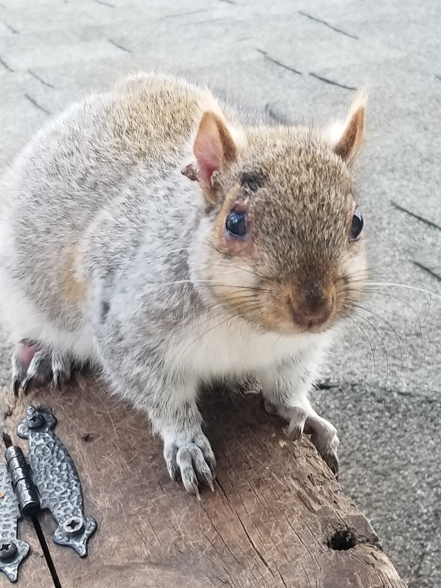 During the worst of his squirrelpox last summer, Hercules was covered with  tumors, lesions and crusty growths on his face. He still has minor scarring around an eye & ear, and receding growths on his back feet. Otherwise Herc is now healthy, happy and handsome. The comeback kid.