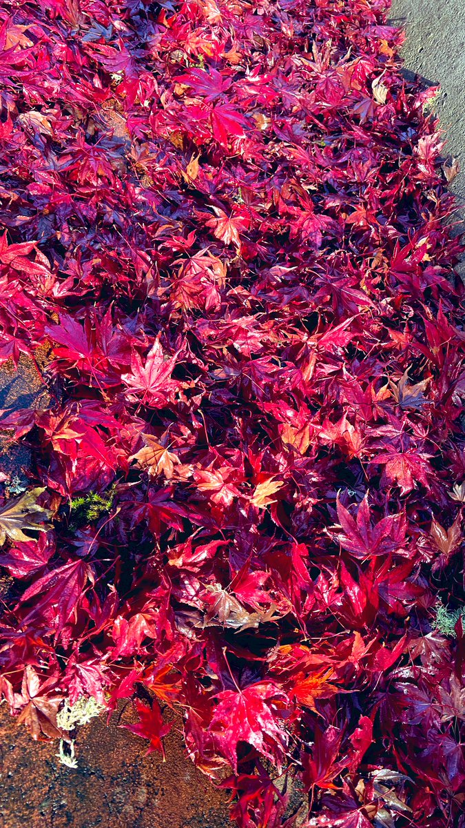 私厨奶爸 tweet media