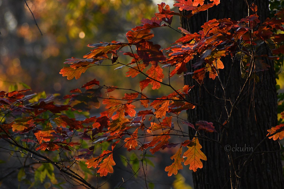 The last vestiges of November ... 🧡🍂❤️ #AutumnVibes #AutumnColor #Leaves #Oak #NaturePhotography #Nature #FallFoliage