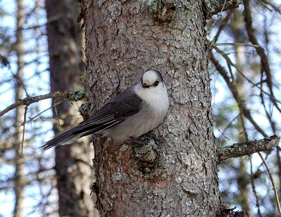 WildAdks's tweet photo. Canada Jays (Perisoreus canadensis) on the Bloomingdale Bog Trail, Franklin County, NY (30 November 2023). https://t.co/uFDrSlP3nC

#canadajay #grayjay #adirondackbirding #bloomingdalebog #bloomingdalebogtrail #AdirondackBirds #AdirondackWildlife https://t.co/bSN3m3HjPm