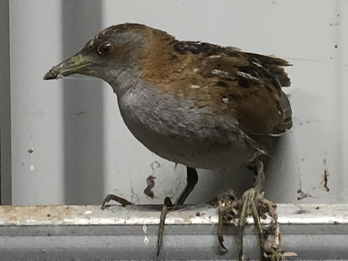 New bird for the block! Bit of a surprise to have a Baillon’s crake fly into my shed and join me on the couch last night. After a quick health check I relocated it into the reeds around my frog pond. #wildoz