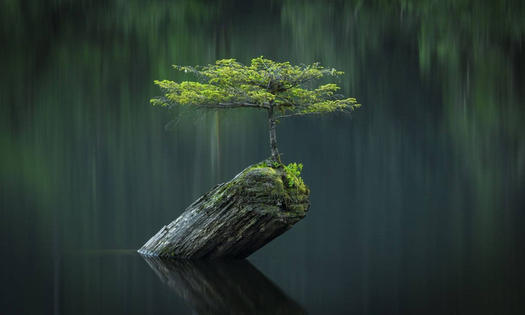 Thui Thủi Một Mình
Chờ Người Ghé Thăm