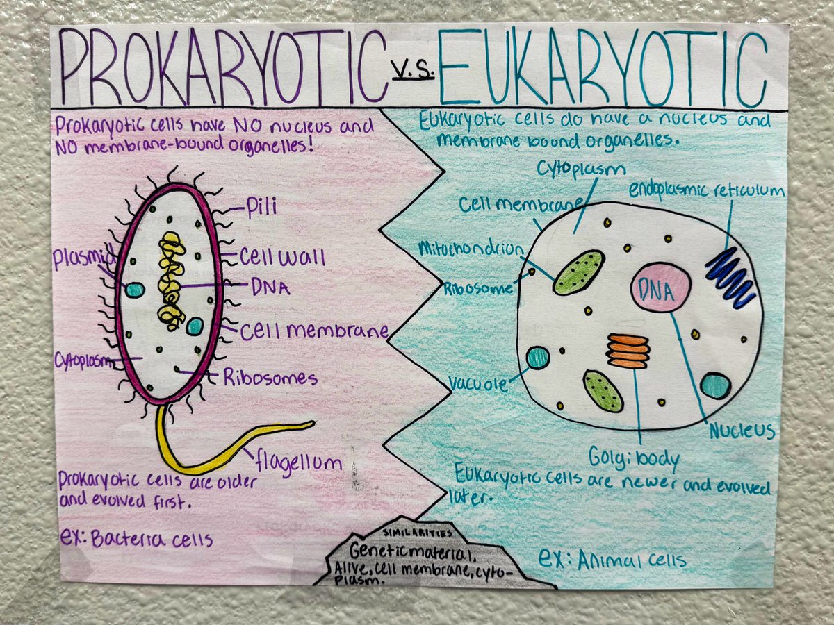 My Pre-AP Biology students demonstrated understanding of the differences between prokaryotic and eukaryotic cells by creating these awesome one pagers! #GrowingGreatness #TogetherWeThrive