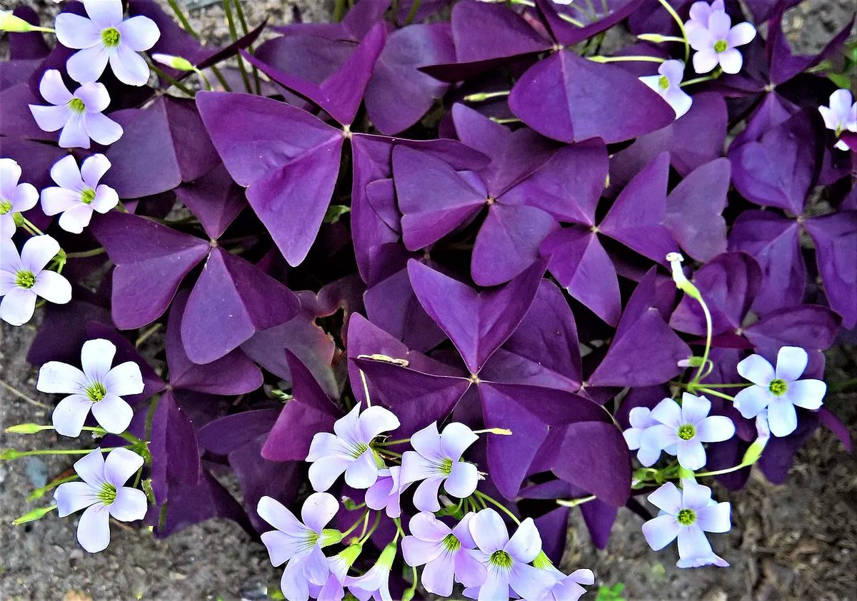 daily plants tweet media