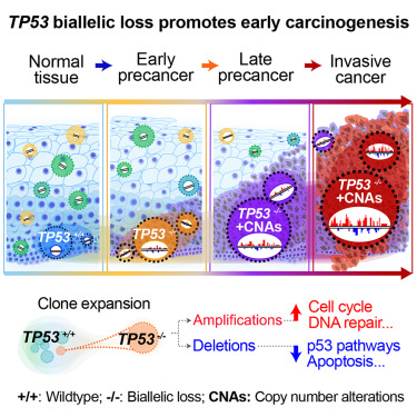 Online Now: Genomic alterations driving precancerous to cancerous lesions in esophageal cancer development dlvr.it/SzXrS4