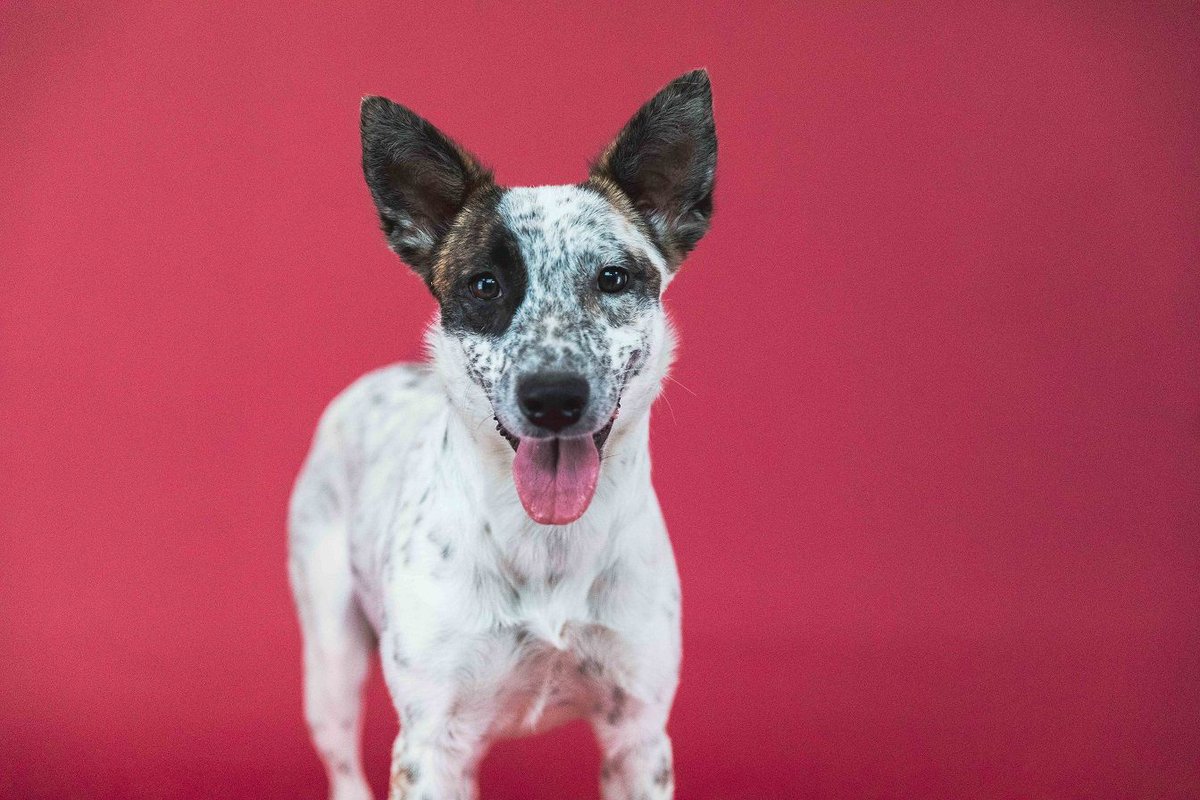 Berkeley Humane tweet media