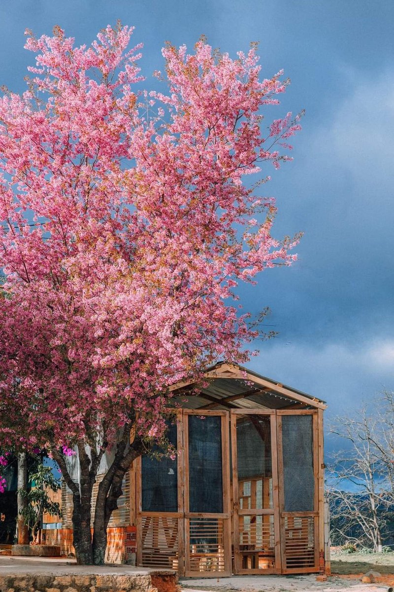 Uriel271200's tweet photo. Da Lat is about to enter the most beautiful cherry blossom season 🌸 Have you found someone to go to Da Lat to see the year-end cherry blossoms with you? 
#vietnam #dalat #cherryblossom https://t.co/OPepFBd8kx