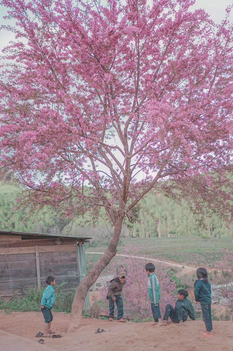 Uriel271200's tweet photo. Da Lat is about to enter the most beautiful cherry blossom season 🌸 Have you found someone to go to Da Lat to see the year-end cherry blossoms with you? 
#vietnam #dalat #cherryblossom https://t.co/OPepFBd8kx