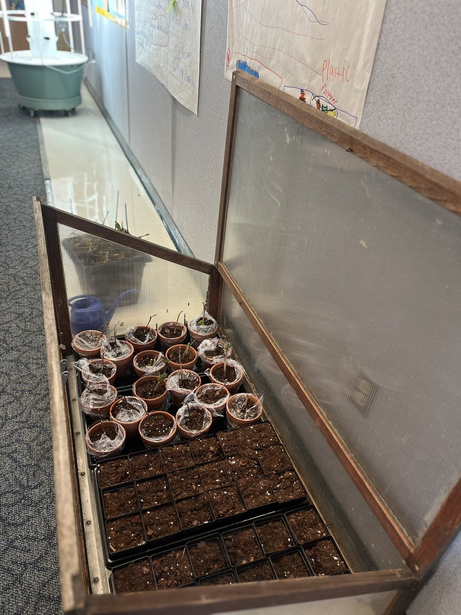 When temperatures drop below freezing our green bees set up a cold frame for their hydrangea cuttings and purple coneflower seeds #studentclubs #4seasongardens <a href="/MECME_School/">MillbrookElem</a>
