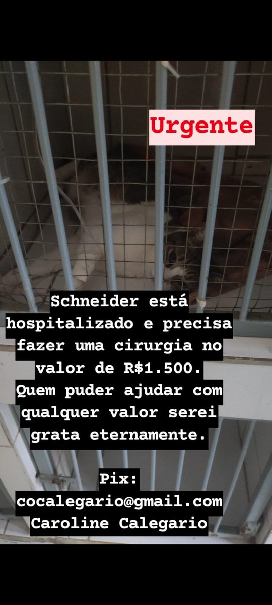 Caroldasalices's tweet photo. @whindersson me ajuda compartilhando 🙌🏼 qualquer doação é bem vinda.
Me ajuda a salvar a vida da minha vida. https://t.co/yik3t0CyJ9