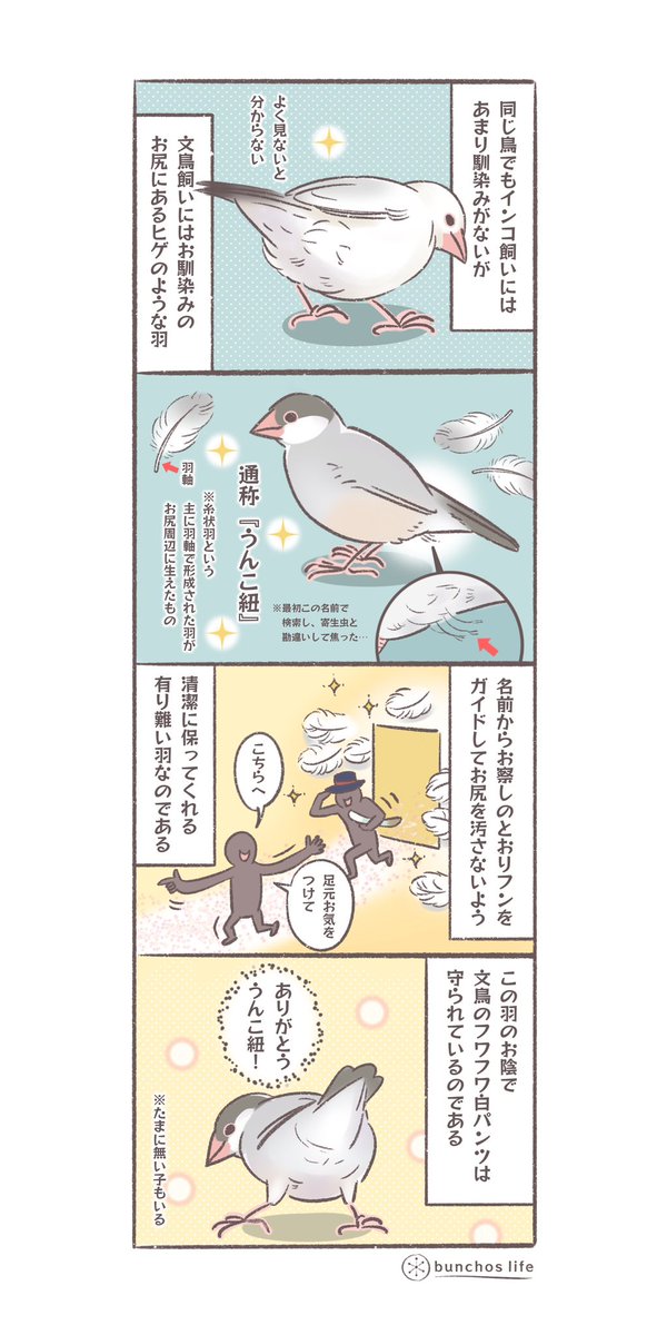 通称のネーミングから記載に躊躇していましたが体を清潔に保つのに大事な羽なので描いてみました
ありがとう!うんこ紐!
#文鳥 
#4コマ漫画 