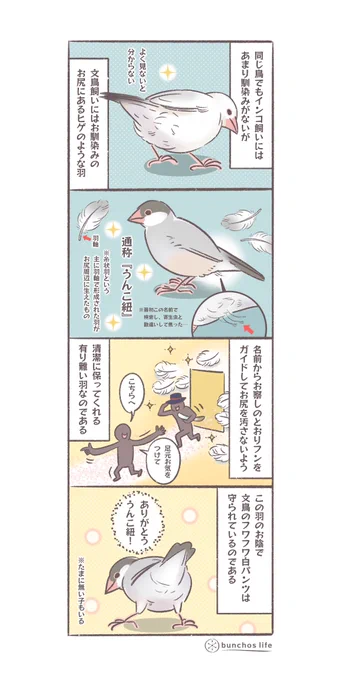 通称のネーミングから記載に躊躇していましたが体を清潔に保つのに大事な羽なので描いてみました
ありがとう!うんこ紐!
#文鳥 
#4コマ漫画 