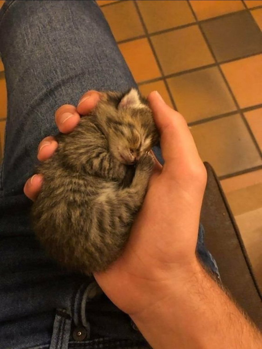 WeAssessCats's tweet photo. https://t.co/LqDwrsUIj8