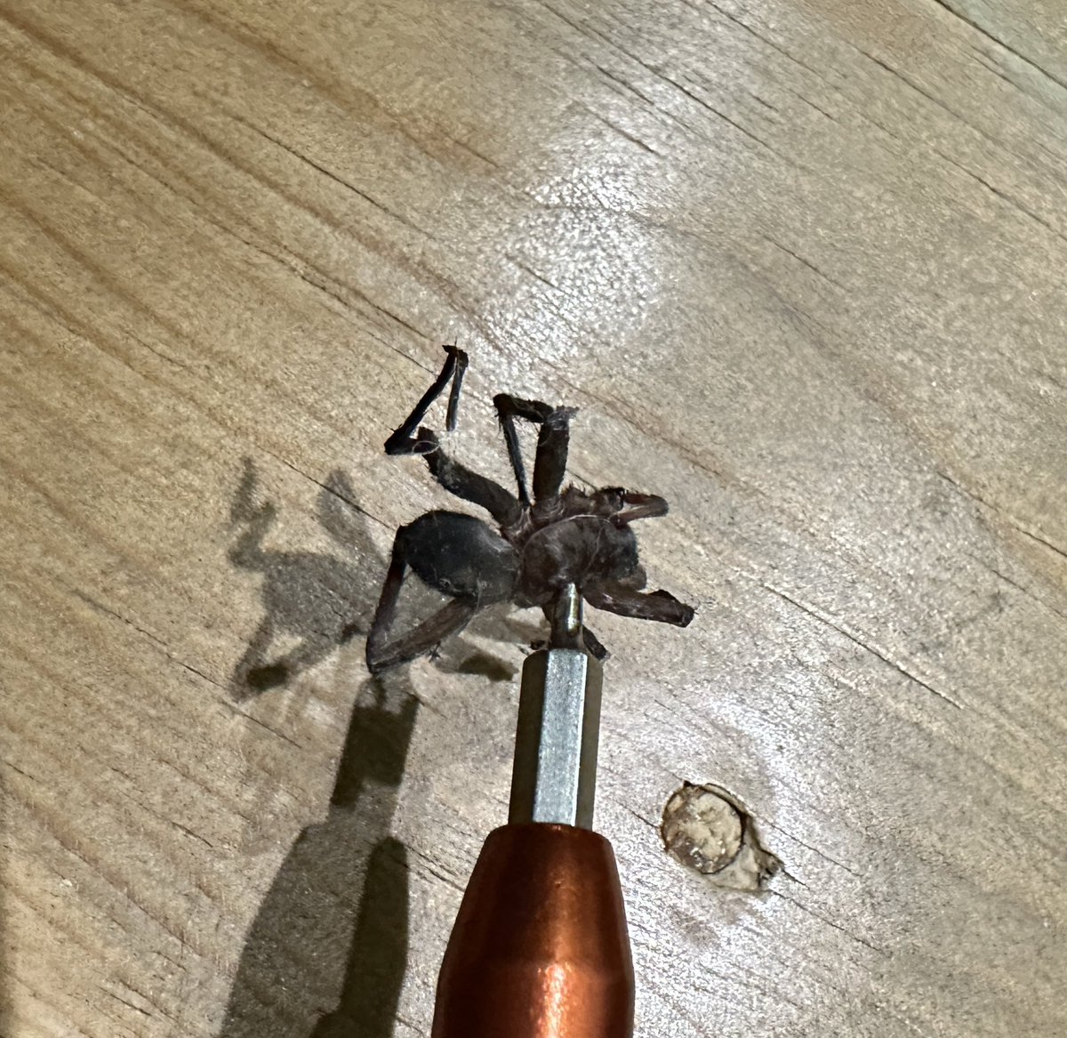 Jonathan_Almz's tweet photo. @Arachno_Cosas hola amigo. Mi gatito rompió esta arañita. ¿Era peligrosa? https://t.co/bYihQZq1PD