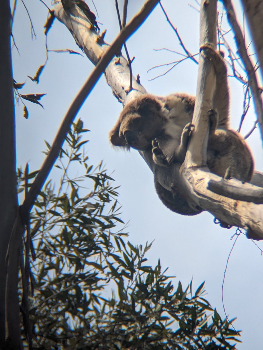 The main conference #AOC2023 might be finished but field trips and workshops are still on today! The Minjerrib (Stradbroke Island) tour paused the birding for a sleepy koala 🐨