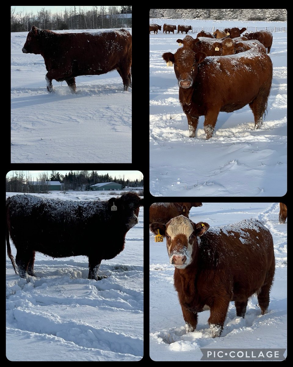 Chester (@chestertupling) on Twitter photo 100 + Pallister bred heifer sell tomorrow night in Keady at 5pm all bred to calving ease Charolais bulls. If we can be of any assistance please reach out.<a href="/scott_kuhl/">Scott Kuhl</a> <a href="/OnCharolais/">Ontario Charolais</a> 100 + Pallister bred heifer sell tomorrow night in Keady at 5pm all bred to calving ease Charolais bulls. If we can be of any assistance please reach out.<a href="/scott_kuhl/">Scott Kuhl</a> <a href="/OnCharolais/">Ontario Charolais</a>