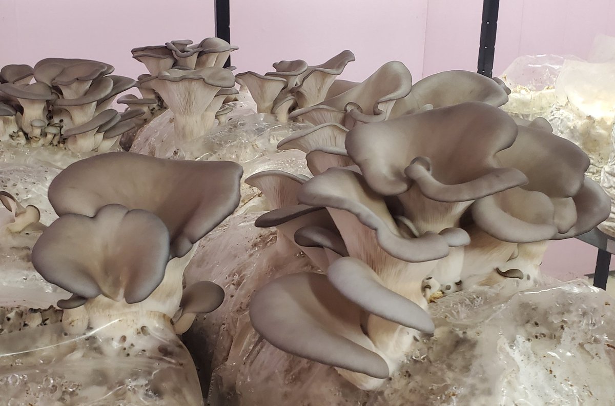 Judson Reid tweet media