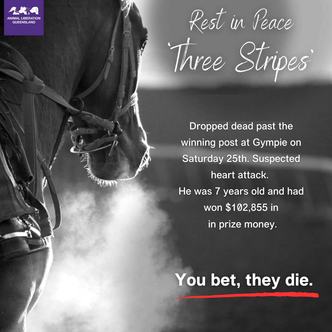 'Three Stripes' is the latest horse to lose his life on QLD racetracks. He collapsed 150m past the winning post in Gympie on Saturday, and was pronounced dead from a suspected heart attack. Horse Racing Kills. You bet, they die.