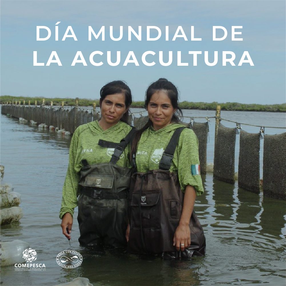 La acuacultura es uno de los sistemas de producción de alimentos más sostenibles que existen: hace uso eficiente de recursos como el agua, promueve la conservación de especies, crea empleos y es un área de oportunidad para que mujeres y jóvenes se desarrollen profesionalmente.