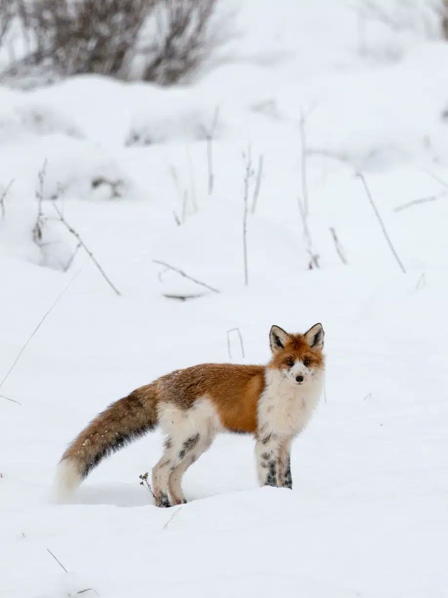 BlackFoxesUK's tweet photo. #SpottedFox What appears to be a hybrid between a European red fox and a leucistic North American farmed fox ๐ฆ
https://t.co/2NZ1NbFlS9 https://t.co/hdfwdsaYGi