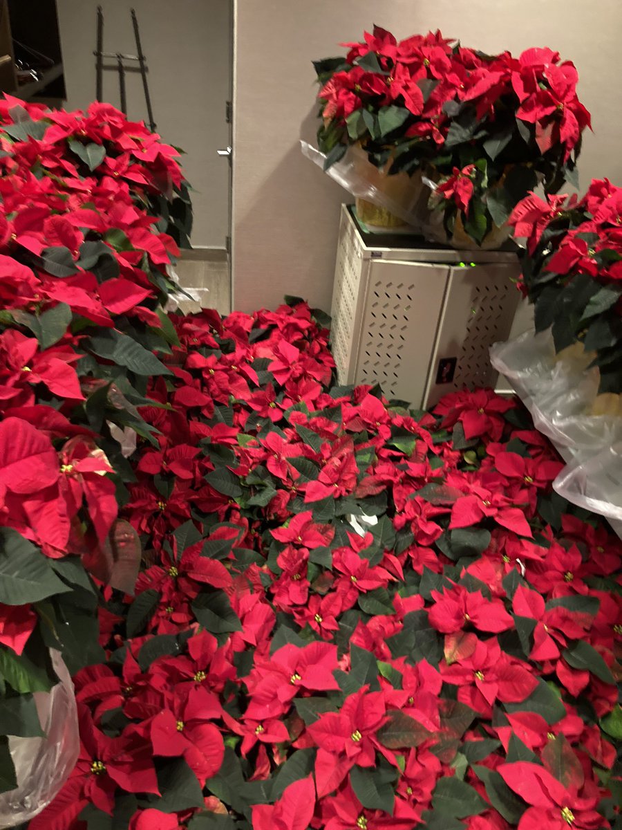 Wow - look at these beauties! Poinsettia centrepieces generously donated by <a href="/RitchieFeedInc/">Ritchie Feed & Seed</a>  
#SpreadCheerOTT