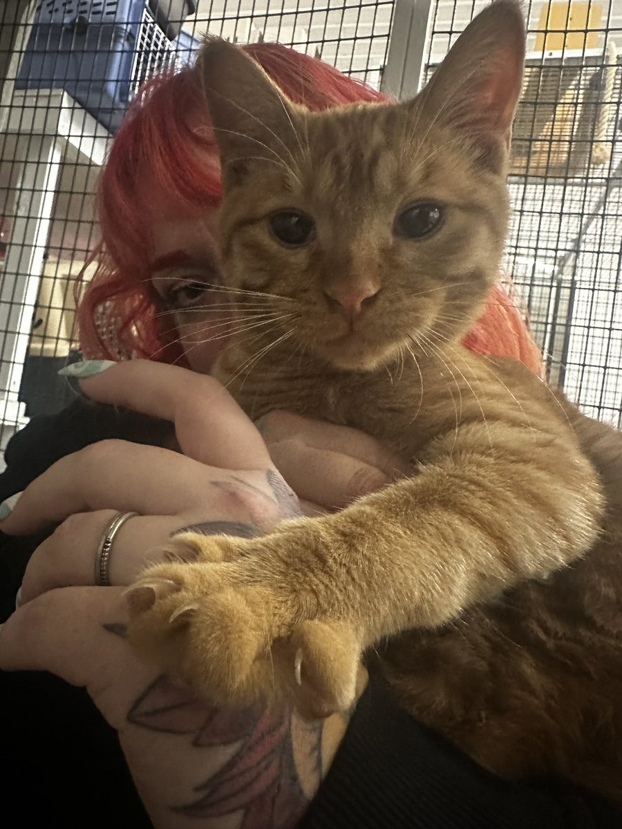 zephyrtattoos's tweet image. We added a little orange to our home 😭🥰