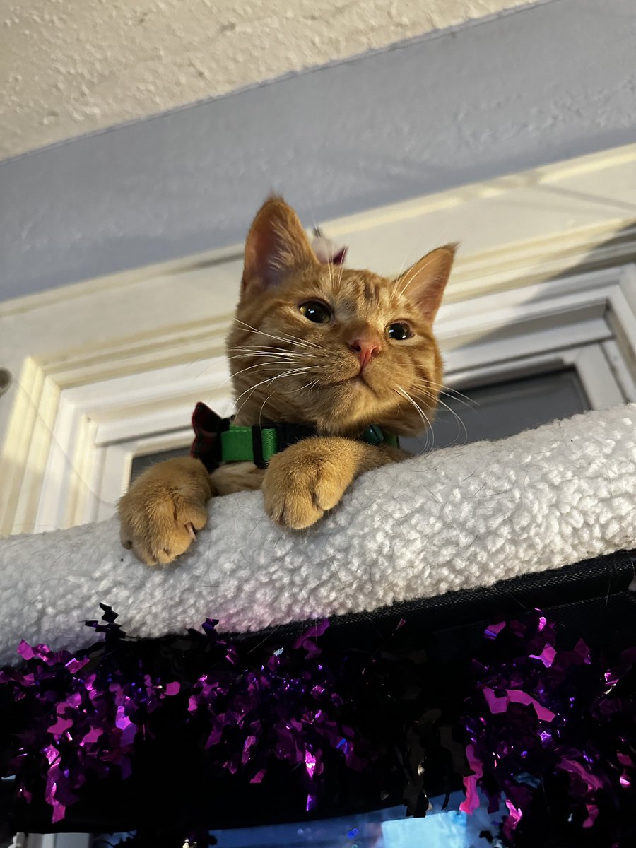 zephyrtattoos's tweet image. We added a little orange to our home 😭🥰