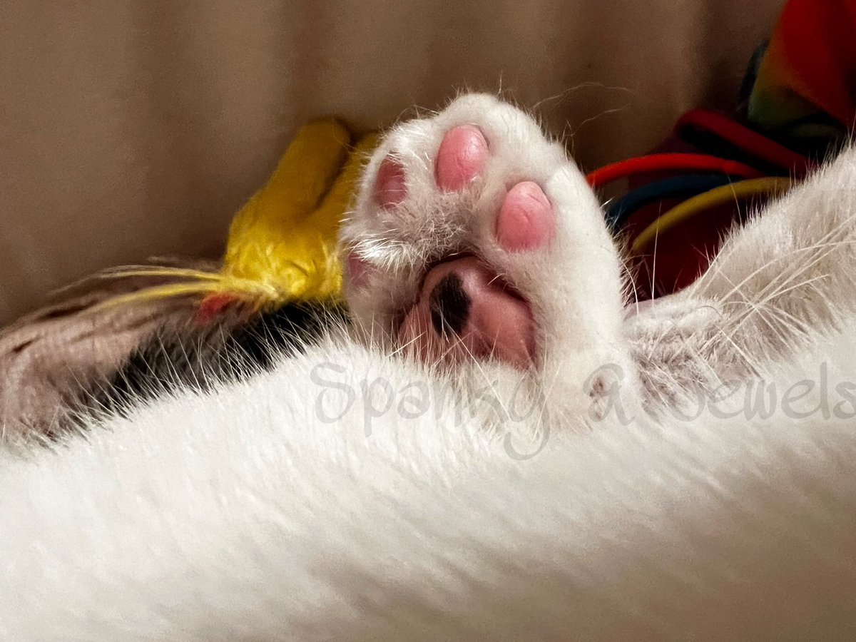 🐾Spanky & Jewels🐾🇵🇸 tweet media