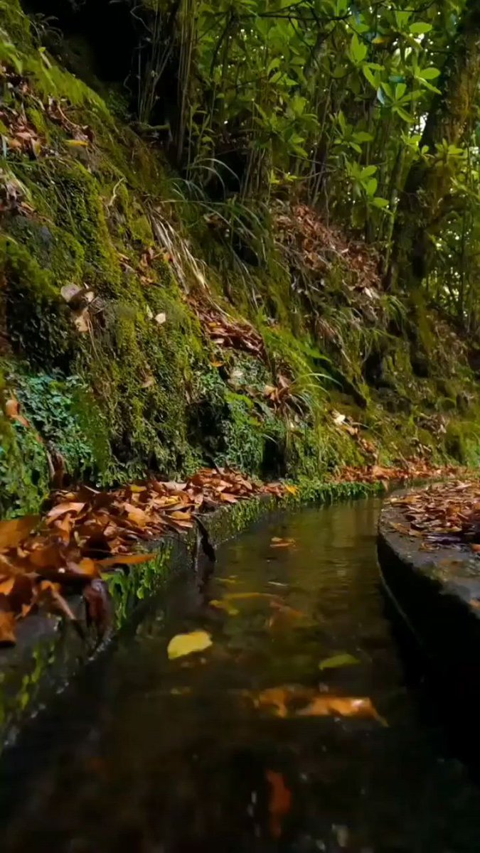 The cicadas have driven away the remaining summer heat, and the geese have brought the new autumn.