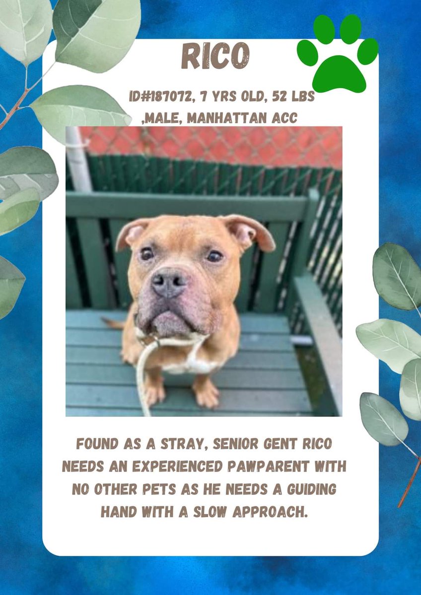 Julie🌻🐾 (@myboxerluvmac1) on Twitter photo 💔Rico💔
#NYCACC #187072 7yr
▪️To Be Killed: 12/2💉
▪New Hope Rescue Only
▪To #Foster:
▪️Pls DM:
<a href="/notthesameone2/">Not the Same</a>
Or
▪Pls Email:
nycdogslivesmatter@gmail.com
+
▪Fcbk:
m.facebook.com/media/set/?set…
▪Solo Pet
▪Live in N.East
▪No kids under 13
Tysvm
💗Rico 💔Rico💔
#NYCACC #187072 7yr
▪️To Be Killed: 12/2💉
▪New Hope Rescue Only
▪To #Foster:
▪️Pls DM:
<a href="/notthesameone2/">Not the Same</a>
Or
▪Pls Email:
nycdogslivesmatter@gmail.com
+
▪Fcbk:
m.facebook.com/media/set/?set…
▪Solo Pet
▪Live in N.East
▪No kids under 13
Tysvm
💗Rico