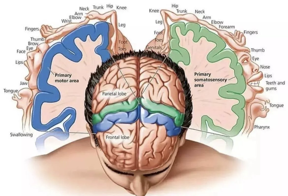 OGdukeneurosurg's tweet photo. Motor and sensory homunculus https://t.co/5bUXHnNtjN